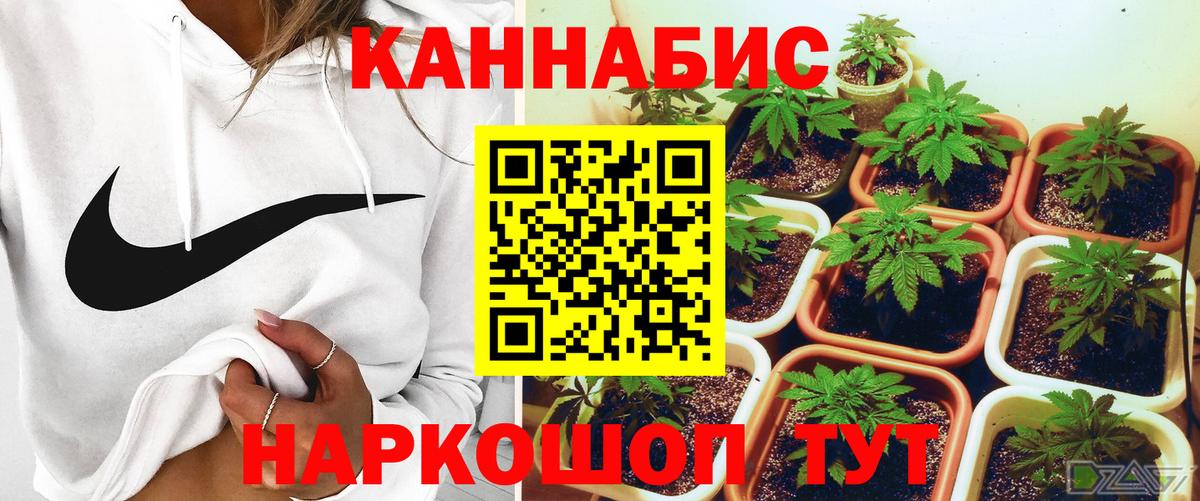 Каннабис планчик Томск